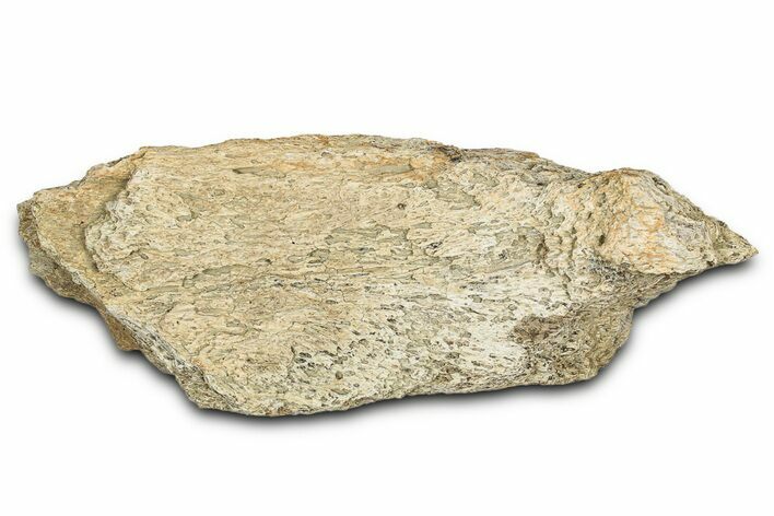 Dinosaur (Triceratops) Frill Shield Section - Montana #338951